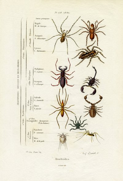 Scorpioni da French School